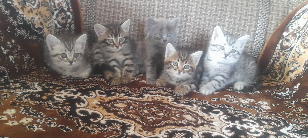 Отдам котят в добрые руки