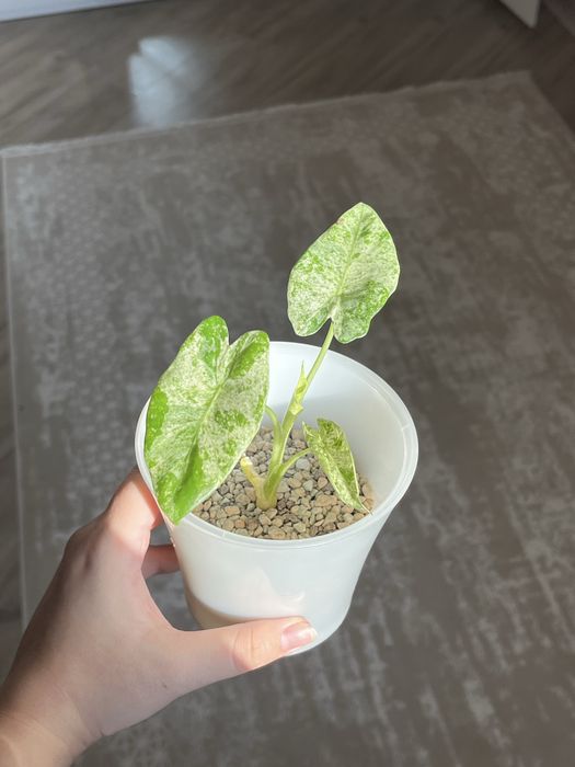 алоказия одора батик, сильвер дракон