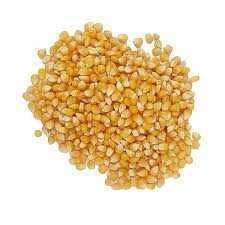 Porumb pentru floricele-popcorn,fara chimicale,se poate și semăna