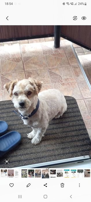 Donez Mascul Bischon