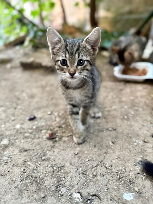 Adopție pisicuță 2 luni