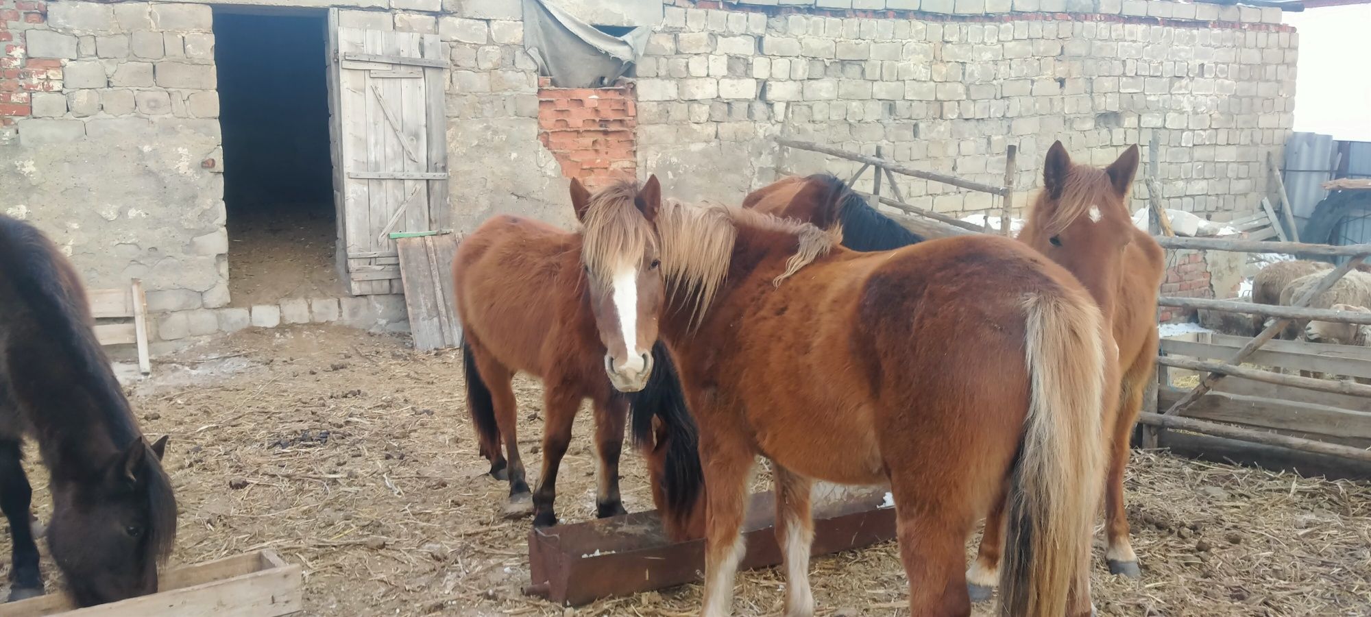 Продам лошадей оптом и в розницу