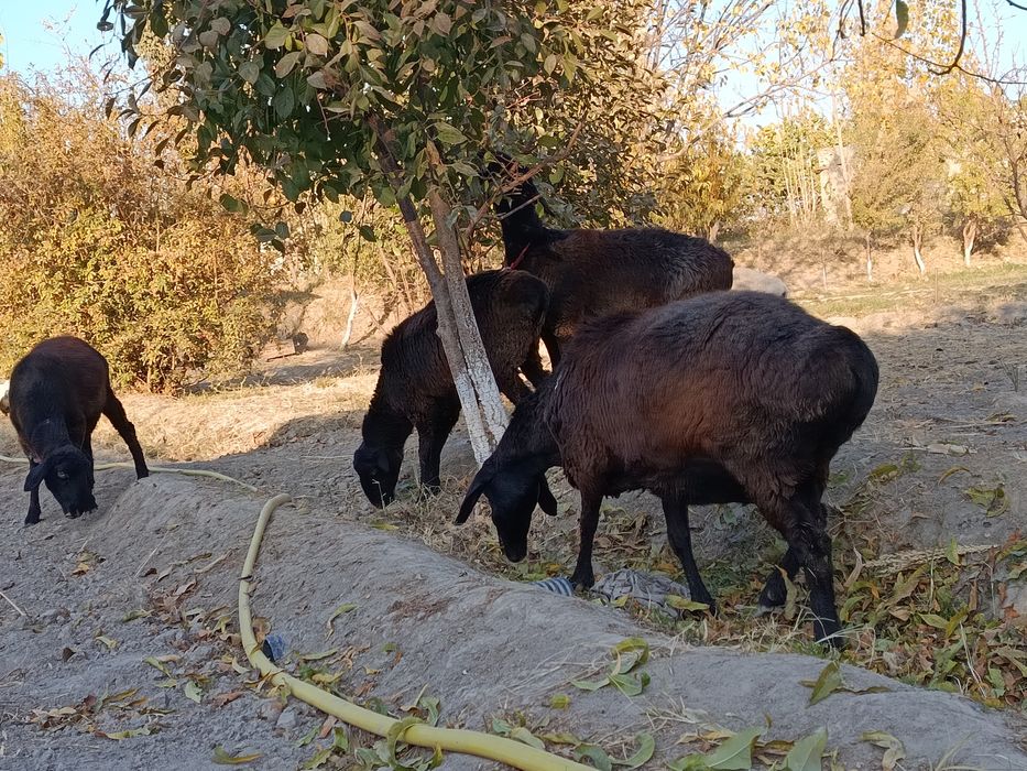 Казоки бугоз куйлар сотилади