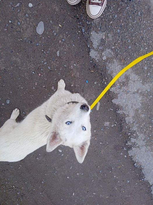 Отдаю в добрый руки