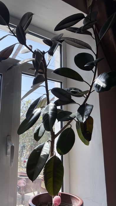 Фикус. 6 лет. Длина 120 см