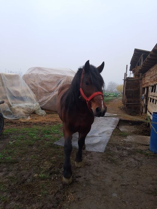 Vând cal Semi-greu romanesc 7 ani semigreu castrat