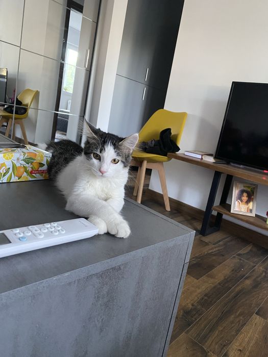 Ofer adoptie o pisicuta