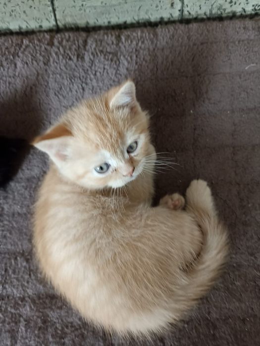 Продам Котят Британцы