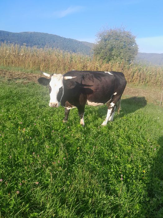 Vand vaca belgiana cu lapte