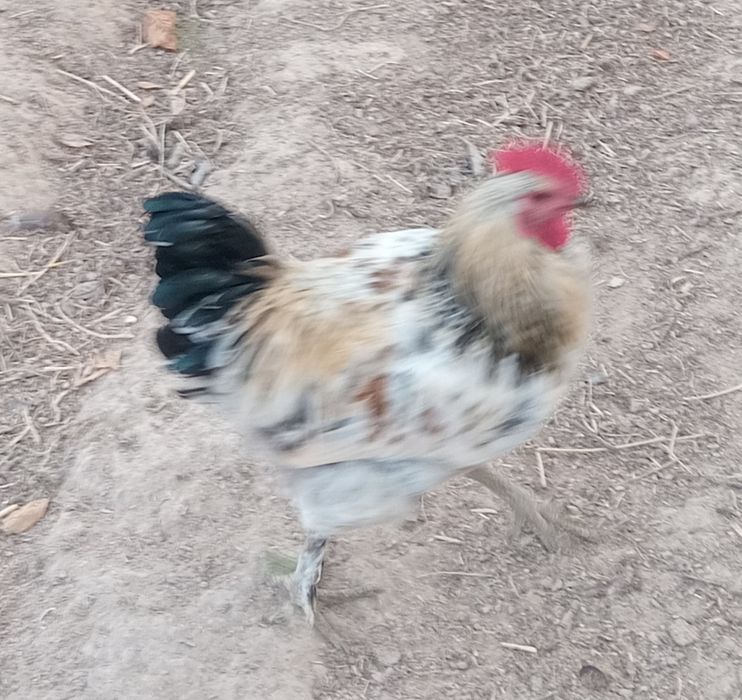 Хуроз сотилади соглом