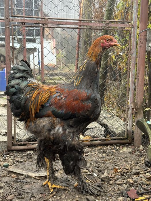 Cocosi brahma herminat deschis si potarnichiu