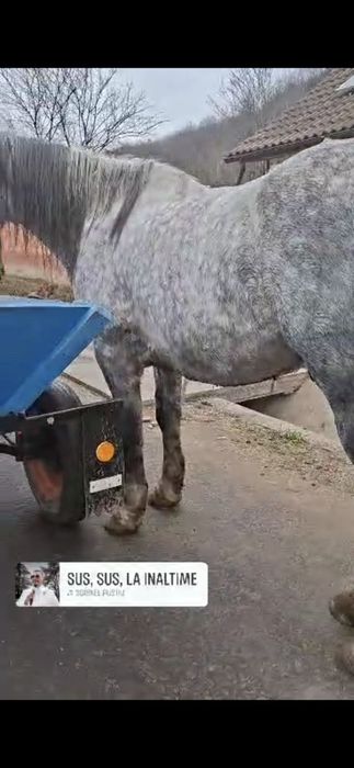 Vând sau schimb cal sur