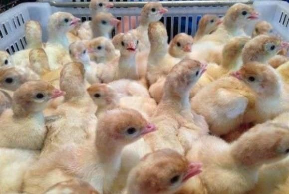 Индюшата Хайбрид Конвектор