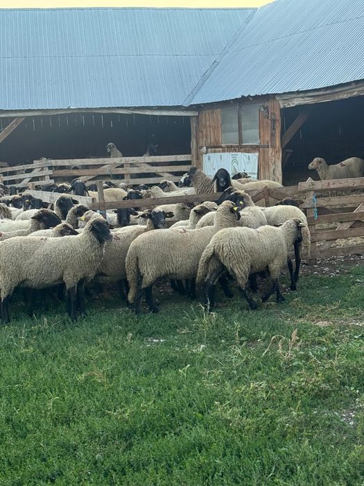 Vând 50 de oi,și 2 berbeci