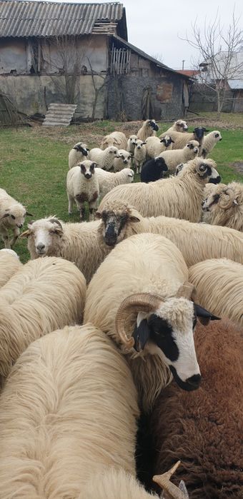 Vand  oi gestante  turcane tinere