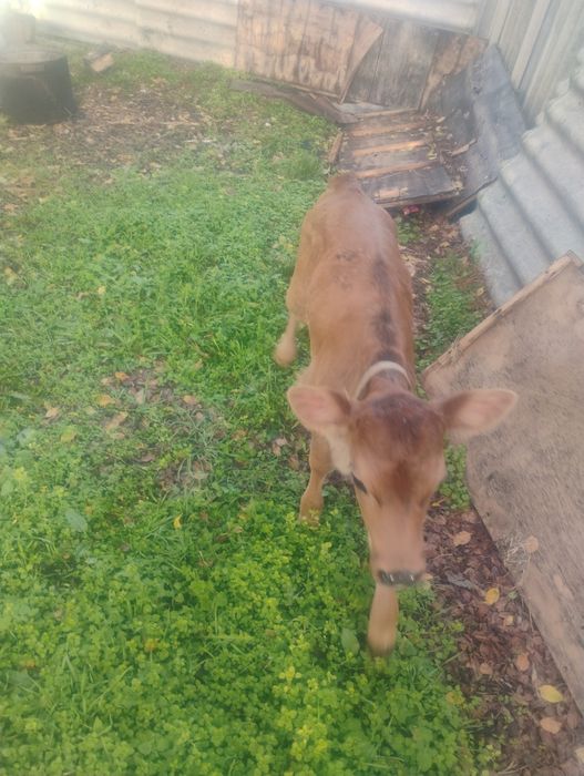 Продавам женско джарсе