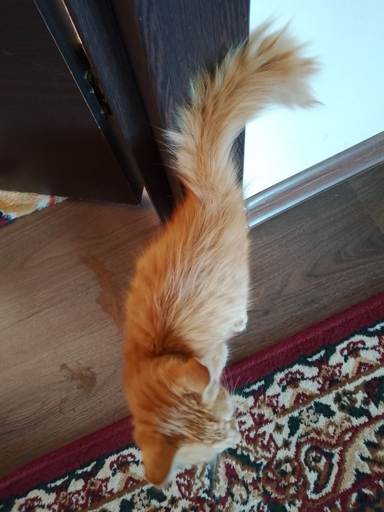 Uch oyli O'GIL turetiskiy Angora mushuklar hadyaga