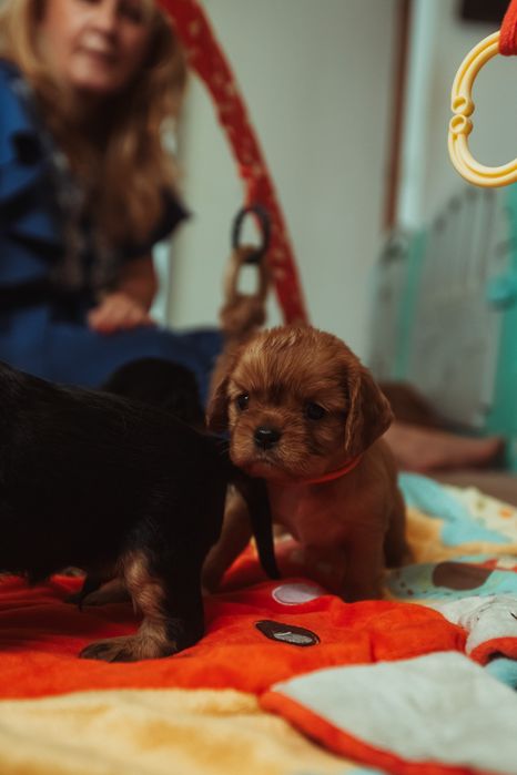 Fetita ruby cu pedigree
