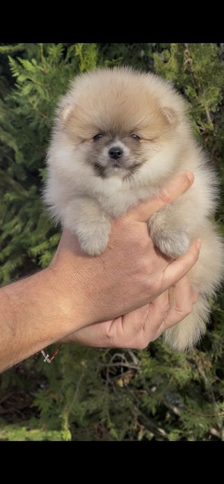 Померан померани