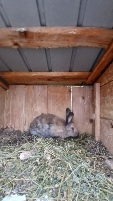 Vand pui de iepuri rex si corcituri din rex cu secuiesc