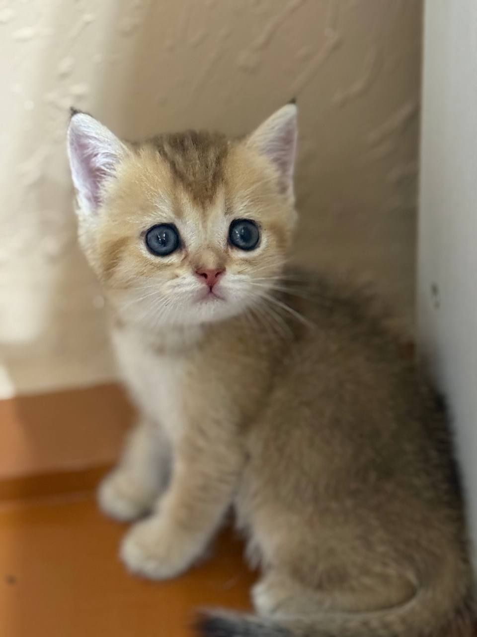 Продаются котята золотая шиншилла