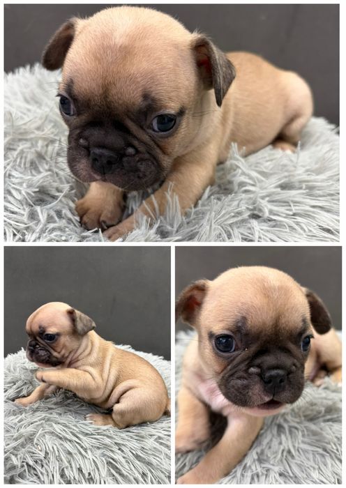 Френски булдог/малки кученца