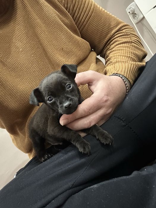 Мъжки пинчер на 2 м