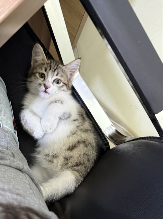 Пристраиваю котенка