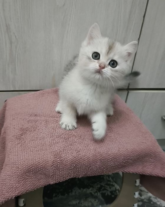 Продаётся чистокровный британский котёнок мальчик серебристая шиншилла