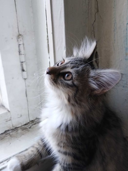 Котенок 3 месяца, девочка. Отдам ответственным людям