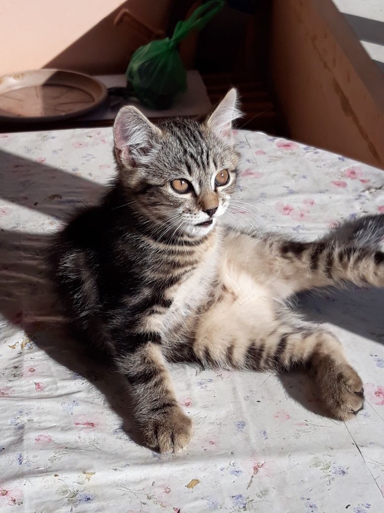 Отдам в частный дом доброму хозяину