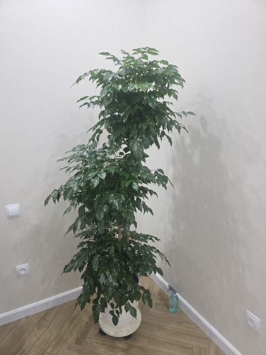 Радермахера цветок