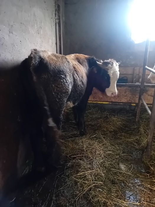 Vaca o  junica și un taur de vanzare