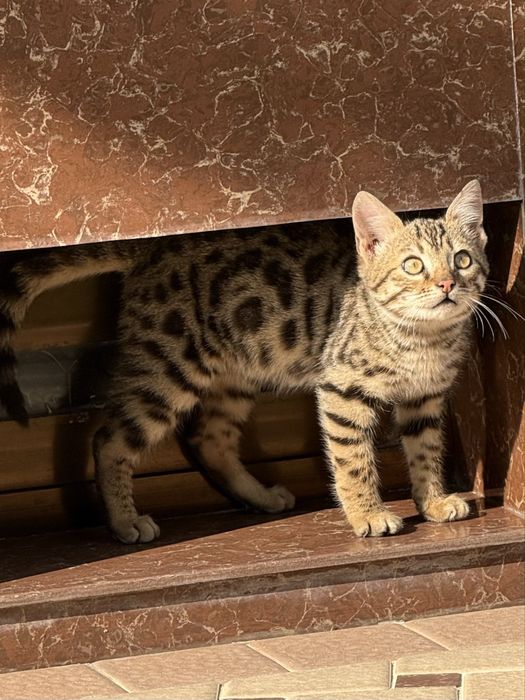 Продается чистокровный бенгальсикй котенок