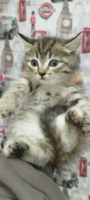 Отдам котят девочек