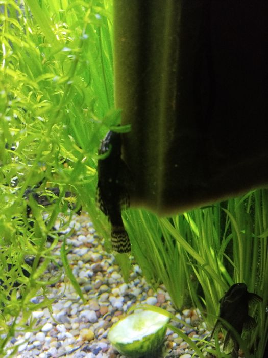 Продам анцитрусов цена за всех