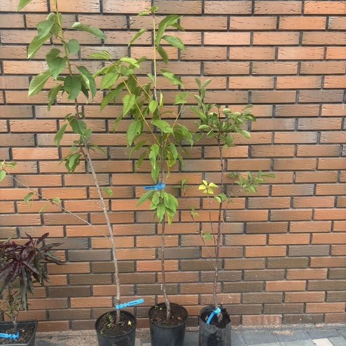 Вишня саженцы деревьев