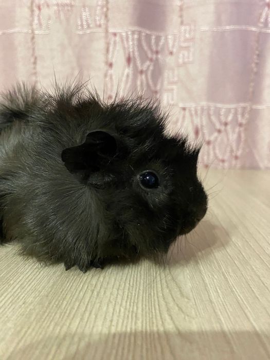 Продам две морские свинки два месяца.