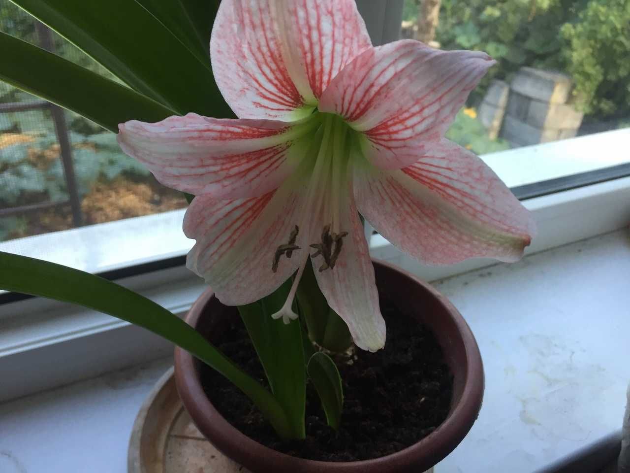 Продам комнатные цветы, Амариллис (Amaryllis),  и розовый Гиппеаструм