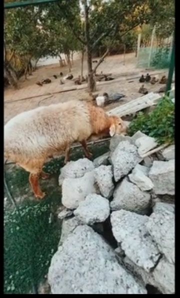 Мощный кошкар на племя
