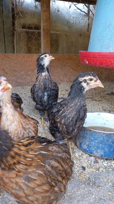 Vând pui Araucana potarnichiu sălbatic