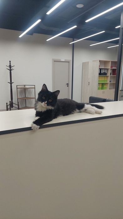 Котенок мальчик очень ласковый