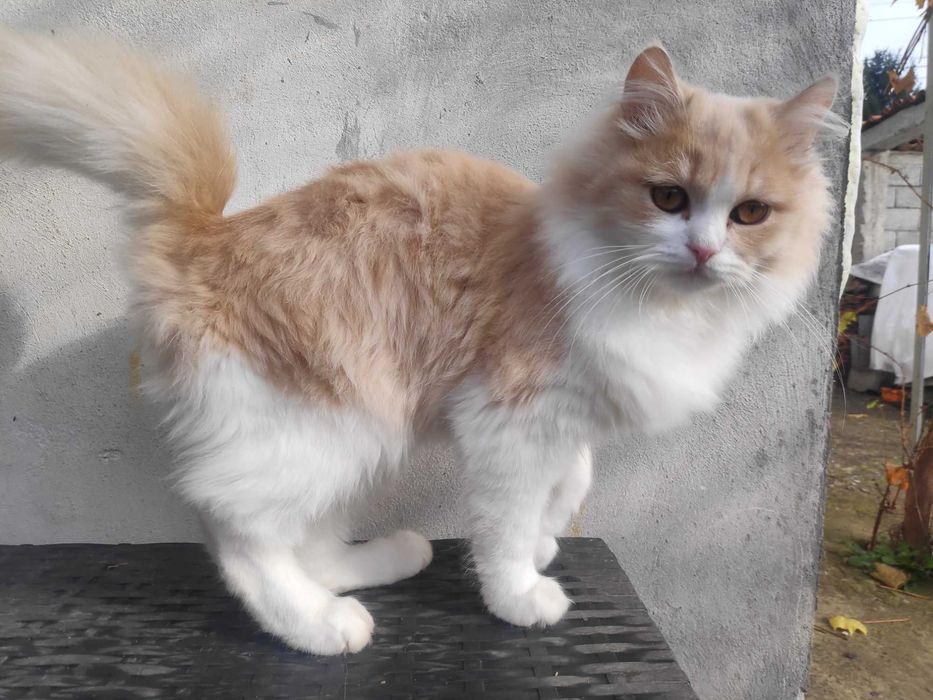 Пухкави малчугани