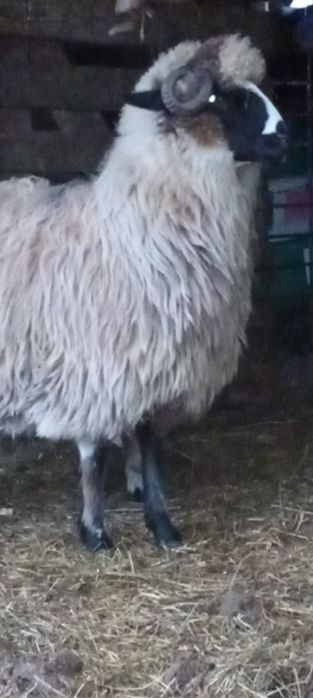 Disponibile 2 cârlane superbe