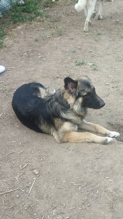 Отдам собачку в хорошие руки