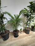 Vand plante de interior