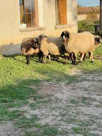 Овце редовни