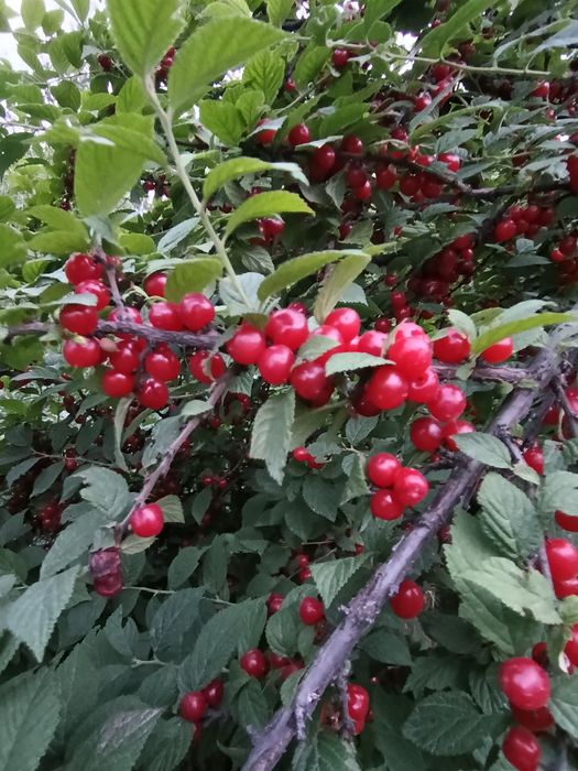 Саженцы китайской вишни