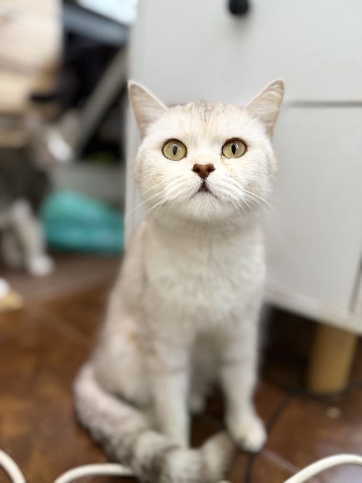 Кошечка ищет семью. Стерилизована