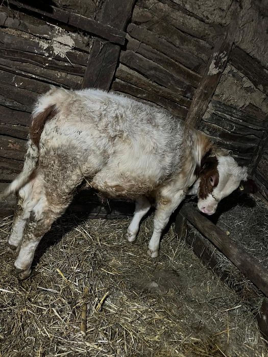 Vând vițel de 3 luni jumate